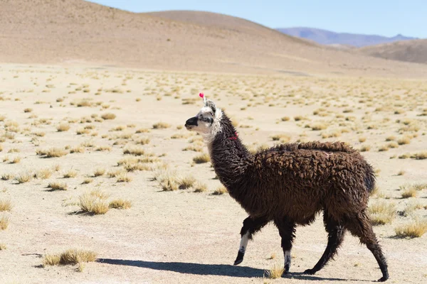 One single llama on the Andean highland in Bolivia — Stock Photo, Image