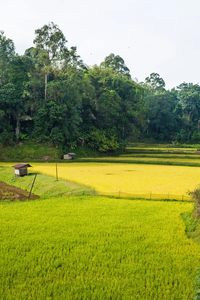 Traditionele plattelandsdorpje in idyllische landschap, Sulawesi, Indonesia — Stockfoto
