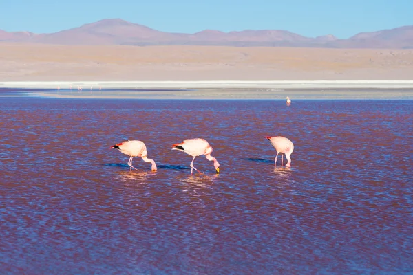 Pink flamingos at "Laguna Colorada" on the Bolivian Andes — Stock Photo, Image