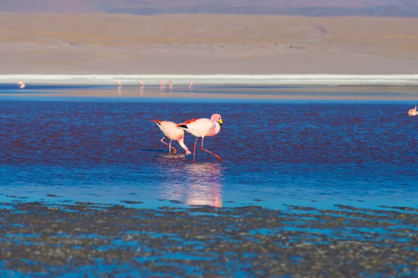 Pink flamingos at "Laguna Colorada" on the Bolivian Andes — Stock Photo, Image