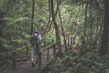 Kubah Milli Parkı, Batı Sarawak, Borneo, Malezya görkemli orman keşfetmek backpacker. 