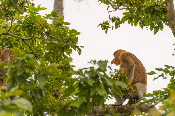 Proboscis Monkey in the rainforest of Borneo — Stock Photo, Image