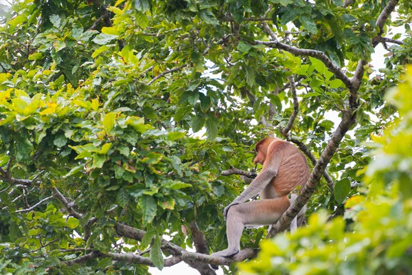 Mono Proboscis en la selva de Borneo — Foto de Stock