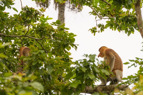 Proboscis Monkey in the rainforest of Borneo — Stock Photo, Image