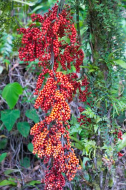 Kırmızı genç palmiye yağı meyve ağaçtan asılı, closeup.