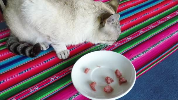 Медленное видео, где домашняя кошка ест свежее мясо из белого блюда на красочном накрытом столе . — стоковое видео