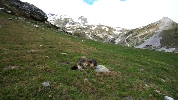 Schattige jonge marmot eten op het gras in de Italiaanse Franse Alpen. — Stockvideo