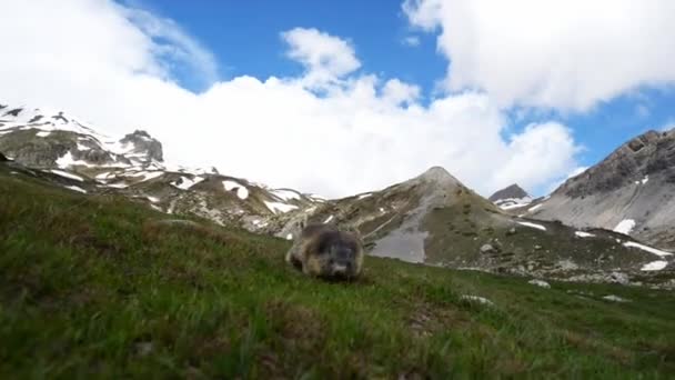 O Marmot aproxima-se da câmara. Alpes franceses italianos — Vídeo de Stock