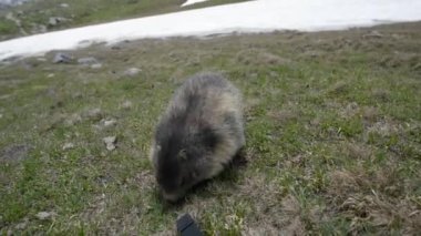 Marmot kameraya yakın elde.