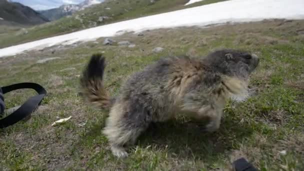 Marmot se aproxima da câmera . — Vídeo de Stock