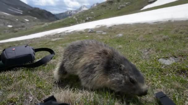 Marmot se rapproche de la caméra . — Video