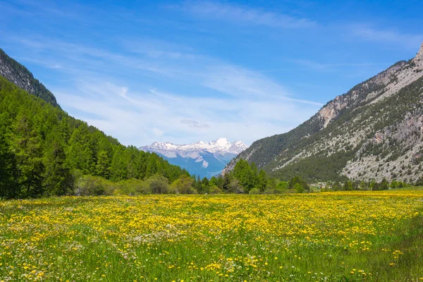 Prado verde e amarelo florido situado em meio a paisagem montanhosa idílica com cordilheira coberta de neve Ecrins Cordilheira montanhosa maciça (mais de 4000 m) no fundo. Queyras Regional Parc, Alpes Franceses . — Fotografia de Stock