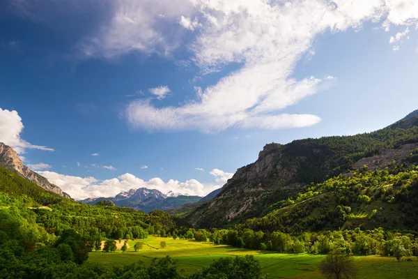 Pradera floreciente verde y amarilla situada en medio de un idílico paisaje montañoso con cordillera nevada Ecrins Macizo cordillera (más de 4000 m) en el fondo. Parque Regional de Queyras, Alpes franceses . — Foto de Stock