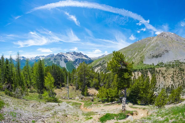 Wanderweg durch hohe Nadelwälder mit schneebedeckter Bergkette im Hintergrund und stimmungsvollem blauem Himmel. Queyras Regionalpark, col d 'izoard (2360 m), französische Alpen. Szenische Fischaugenverzerrung — Stockfoto