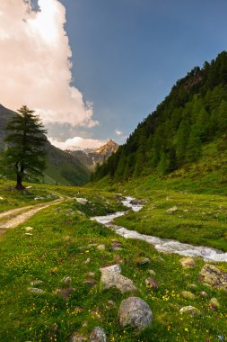 Çiçeklenme Alpin çayır ve günbatımı yüksek irtifa dağ ayarla gür yeşil ormanlık üzerinden akan dere. Valle d'Aosta, İtalyan Alpleri.