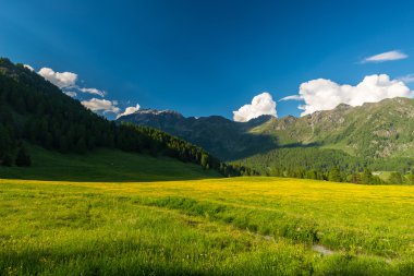 Alpin çayır ve günbatımı yüksek irtifa dağ ayarla gür yeşil ormanlık çiçek açmış. Valle d'Aosta, İtalyan Alpleri.