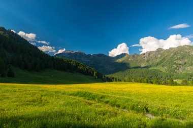 Blooming alpine meadow and lush green woodland set amid high altitude mountain range at sunsets. Valle d'Aosta, Italian Alps. clipart