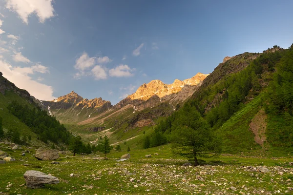 Blooming alpine meadow and lush green woodland set amid high altitude mountain range at sunsets. Valle d'Aosta, Italian Alps. — Stock Photo, Image