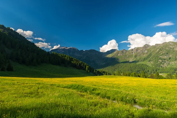 Blooming alpine meadow and lush green woodland set amid high altitude mountain range at sunsets. Valle d'Aosta, Italian Alps. — Stock Photo, Image