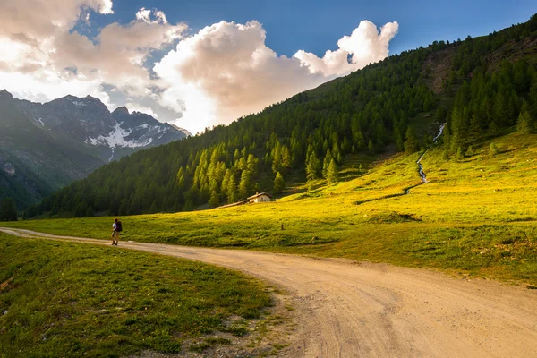 Backpacker hiking in idyllic landscape. Summer adventures and exploration on the Alps, through blooming meadow and green woodland set amid high altitude mountain range at sunsets. Valle d'Aosta, Italy — Stock Photo, Image
