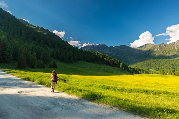 Backpacker escursioni in un paesaggio idilliaco. Avventure estive ed esplorazioni sulle Alpi, tra prati fioriti e boschi verdi incastonati tra montagne d'alta quota al tramonto. Valle d'Aosta, Italia — Foto Stock