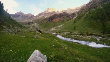Çiçeklenme Alpin çayır ve günbatımı yüksek irtifa dağ ayarla gür yeşil ormanlık üzerinden akan dere. Valle d'Aosta, İtalyan Alpleri.