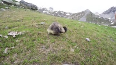 Bir sıçan kameraya yaklaşıyor. İtalyan Fransız Alps