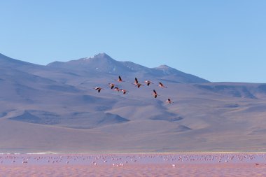 Pembe flamingo Tuz Gölü, Bolivya Andes uçan grup