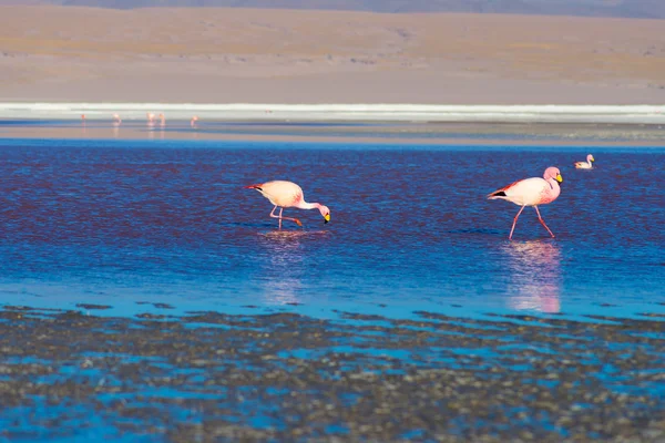 Rosafarbene Flamingos an der "laguna colorada" auf den bolivianischen Anden — Stockfoto