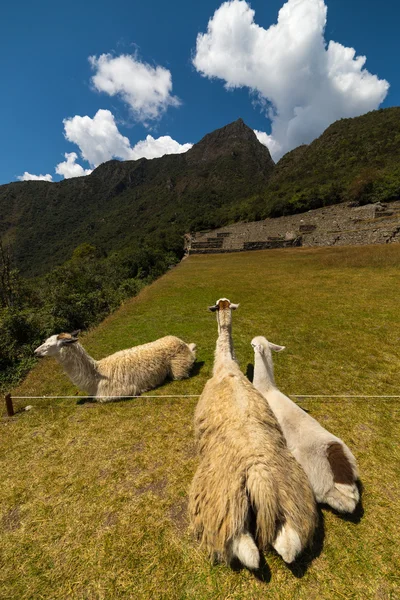 Llamas pastando y acostadas sobre la hierba sagrada de Machu Picchu. Amplia vista angular con cielo escénico . — Foto de Stock