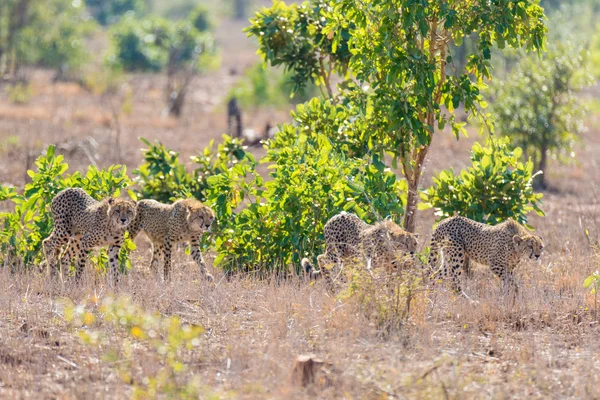 Gruppe von Geparden in Jagdstellung, bereit für einen Hinterhalt zu laufen. kruger nationalpark, südafrika. — Stockfoto