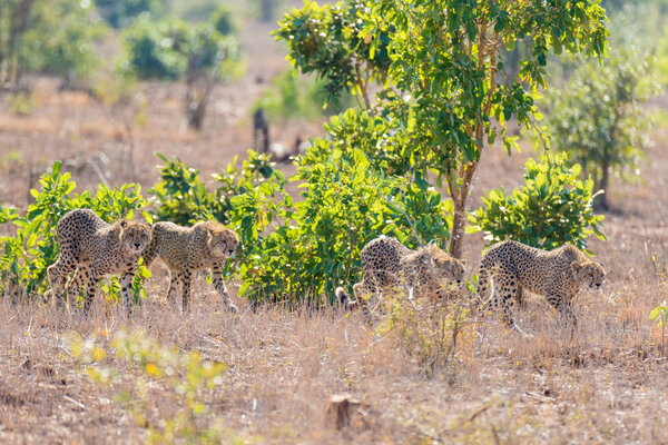 Group of Cheetah in hunting position ready to run for an ambush. Kruger National Park, South Africa.