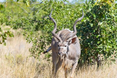 Erkek Kudu Bush. Yaban hayatı Safari Kruger National Park, büyük seyahat hedef Güney Afrika.