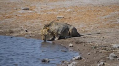 Genç aslan içme suyu River Kruger National Park, Güney Afrika için.