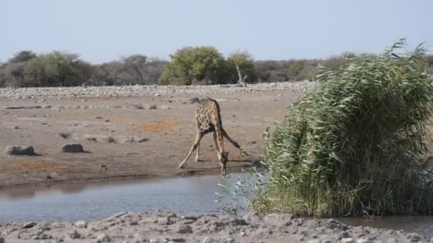 Žiraffe pije z vodní díry za denního světla. Safari na divoké přírodě v národním parku Etosha, nejlepší cestovní destinace v Namibii, Africe. — Stock video