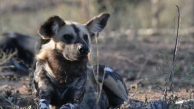 Yakın ve sevimli bir Wild Dog portresi. Afrika'da Yaban Hayatı Safari.
