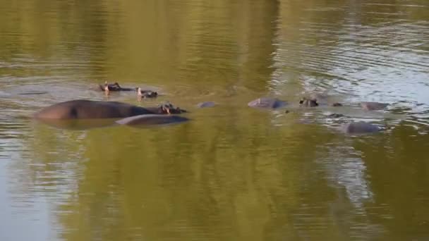 Groupe d'hippopotames dans l'eau. Safari animalier en Afrique . — Video