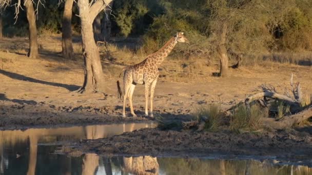 Giraffe поблизу waterhole на заході сонця. Safari дикої природи в національному парку Mapungubwe подорожі призначення в Південній Африці. — стокове відео