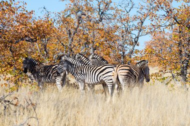 Zebralar sürüsü Bush. Yaban hayatı Safari Kruger National Park, büyük seyahat hedef Güney Afrika.
