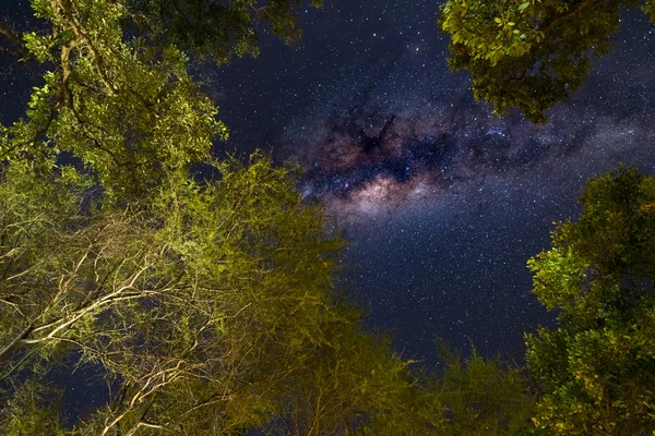 La Voie lactée australe, avec des détails de son noyau coloré, exceptionnellement lumineux. Capturé dans les bois d'Acacia dans l'hémisphère sud . — Photo