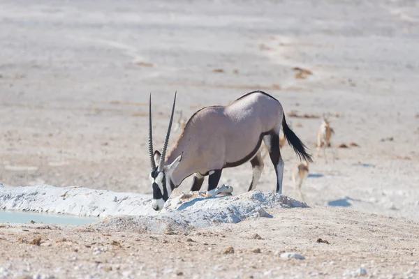 Oryx γονατιστή και να πίνει από waterhole στο φως της ημέρας. Σαφάρι άγριας φύσης στο εθνικό πάρκο Etosha, η κύρια ΤΑΞΙΔΙΑ στη Ναμίμπια, Αφρική. — Φωτογραφία Αρχείου