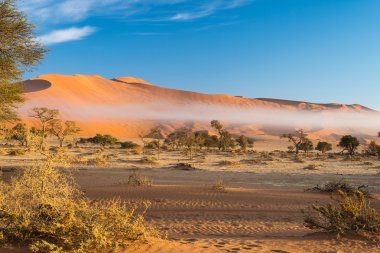 Namib Çölü, roadtrip harika Namib Naukluft Milli Parkı'nda, hedef Namibya, Afrika seyahat. Akasya ağacı ve kırmızı kum tepeleri örgülü. Sabah güneşi, sis ve sis.