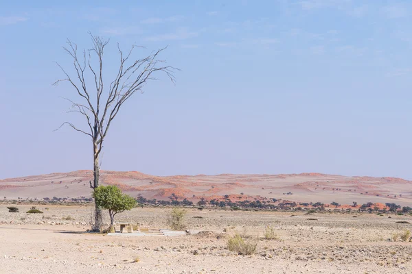 El desierto de Namib, viaje por carretera en el maravilloso Parque Nacional de Namib Naukluft, destino turístico y punto culminante en Namibia, África. Árbol de acacia trenzado y dunas de arena roja . — Foto de Stock