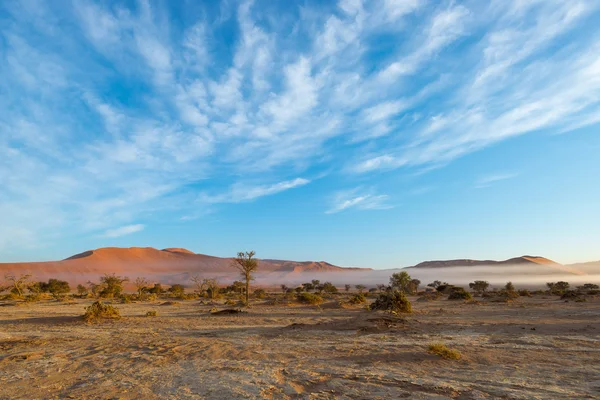 O deserto da Namíbia, viagem no maravilhoso Namib Naukluft National Park, destino de viagem na Namíbia, África. Árvore de Acácia trançada e dunas de areia vermelha. Luz da manhã, névoa e nevoeiro . — Fotografia de Stock