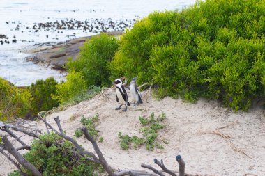 Afrika penguen kolonisi Cape Yarımadası plajda kayalar, Simon'ın şehir, Batı Cape Province, Cape Town bölgesinde, Güney Afrika.