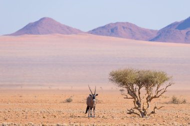 Oryx görkemli Namib Naukluft Milli Parkı, Namibya, Afrika en iyi seyahat hedef renkli Namib çölde Akasya ağacının gölgesi altında istirahat.