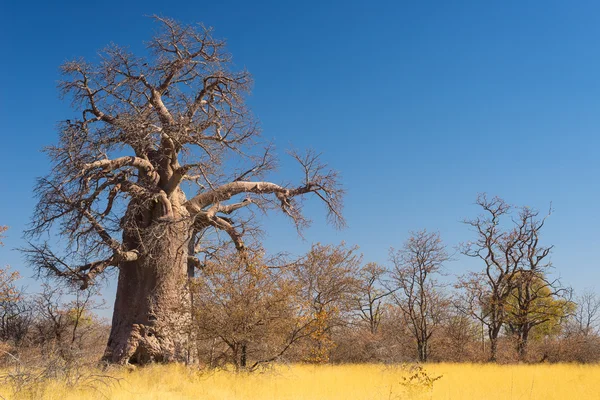 Büyük Baobab bitki ile Afrika Savannah mavi gökyüzü temizleyin. Botsvana, Afrika'da en çekici seyahat destionation. — Stok fotoğraf