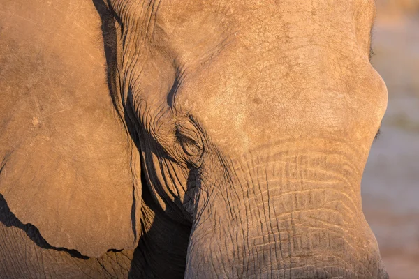 Närbild och porträtt av en stor afrikansk elefant drabbats av varma solnedgången ljus. Wildlife Safari i Kruger National Park, huvudsakligen resmål i Sydafrika. — Stockfoto