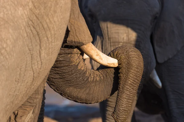 Zavřete up a portrét obrovského slona afrického, s Sosák ležící nad tusk. Wildlife Safari v Kruger National Park, hlavní cesty v Jižní Africe. — Stock fotografie