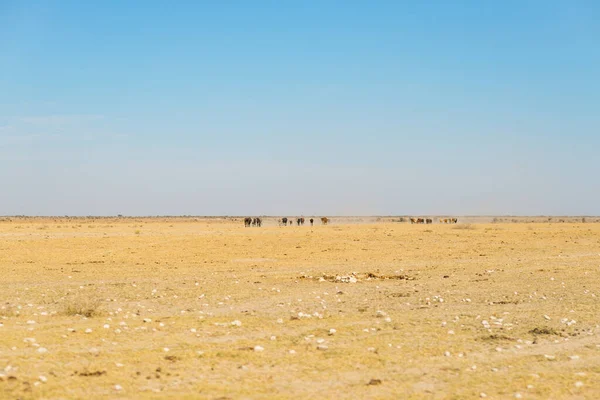 Kalahari Poušť Sůl Plochá Kde Prázdná Pláň Jasná Obloha Výlet — Stock fotografie